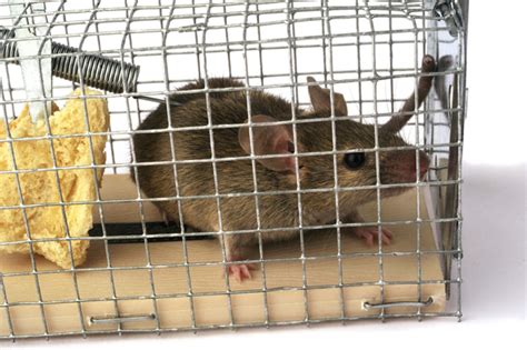 Do mice squeak when they are scared?