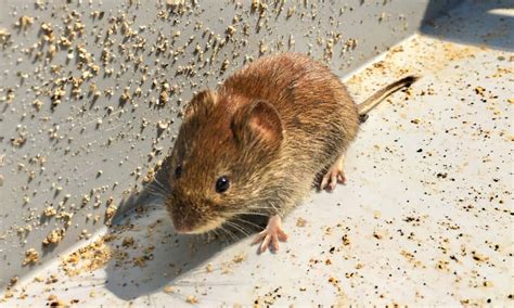 Do mice turn into rats?