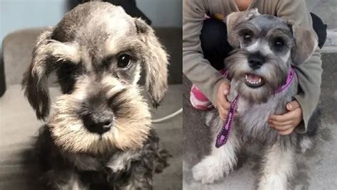 Do mini schnauzers get attached to one person?