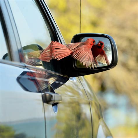 Do mirrors scare birds?