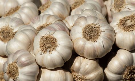 Do mites hate garlic?