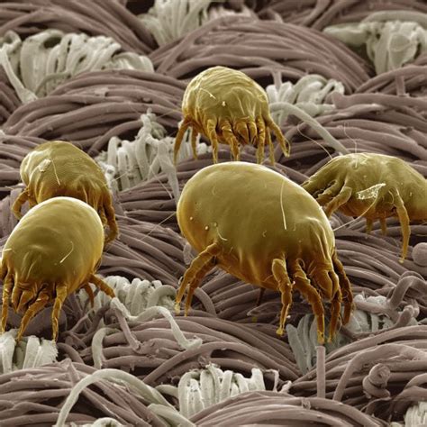 Do mites live in pillows?