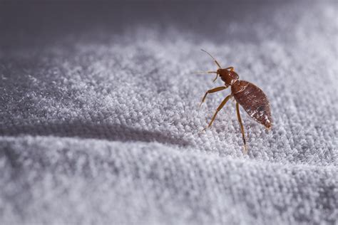 Do mites stay in bed?
