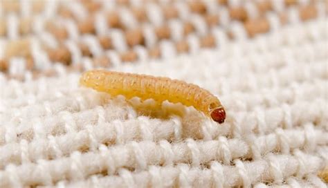 Do mites stay in clothes?