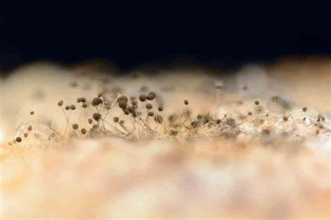 Do mold spores ever die?