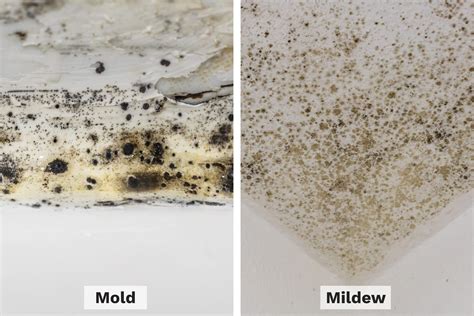Do mold stains mean there is still mold?