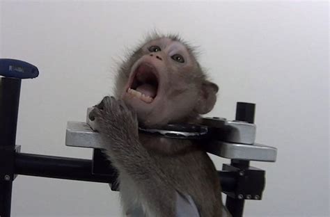 Do monkeys get PTSD?