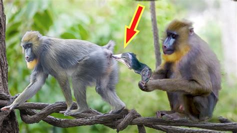 Do monkeys give birth like humans?