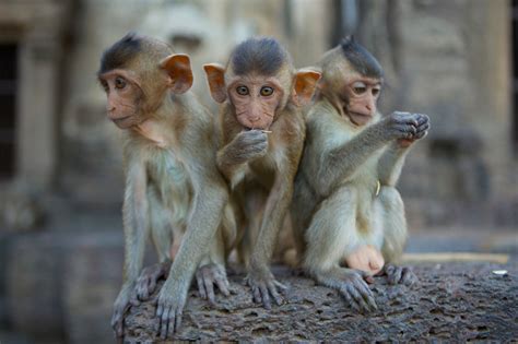 Do monkeys have OCD?