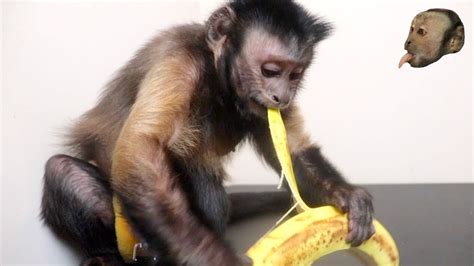 Do monkeys peel bananas?