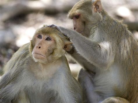 Do monkeys recognize humans?