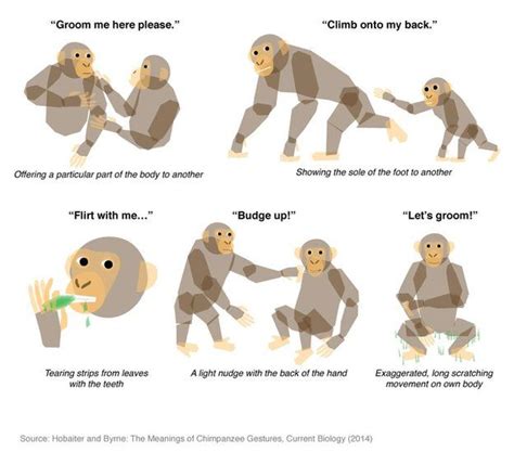 Do monkeys understand body language?