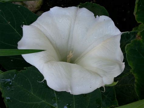 Do moon flowers smell?