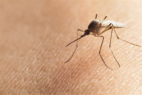 Do mosquitoes avoid vegans?