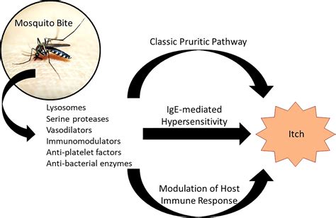 Do mosquitoes bite anemic people?