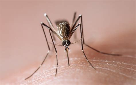 Do mosquitoes bite when lights are on?