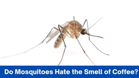 Do mosquitoes dislike coffee?