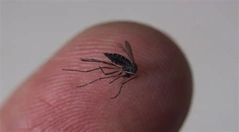 Do mosquitoes feel pain?