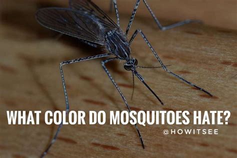 Do mosquitoes hate darkness?