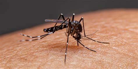 Do mosquitoes like muscular people?