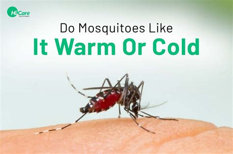 Do mosquitoes like the cold?