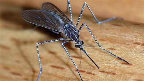 Do mosquitoes prefer blondes over brunettes?
