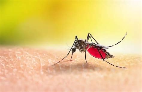 Do mosquitoes prefer light or dark skin?