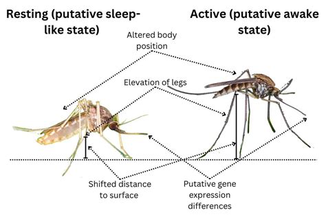 Do mosquitoes sleep?