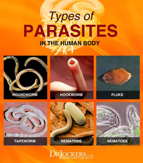 Do most adults have parasites?