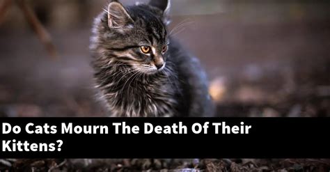 Do mother cats mourn dead kittens?