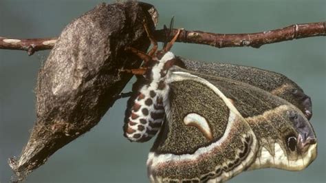 Do moths hatch from cocoons?