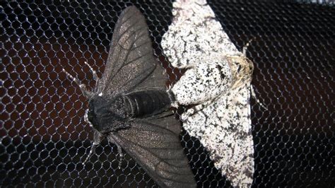 Do moths hate dark?