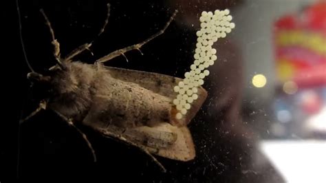 Do moths lay eggs?