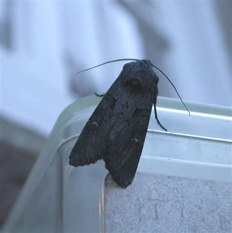 Do moths like dark?