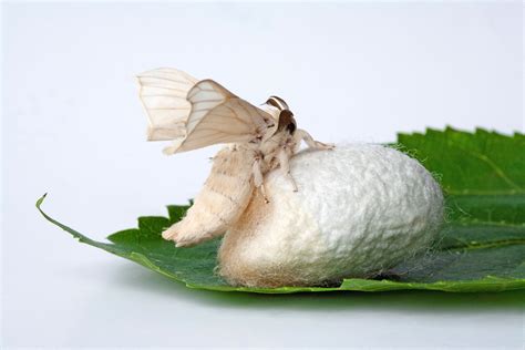 Do moths make silk?