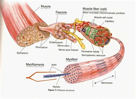 Do muscle cells ever go away?