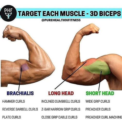 Do muscles get bigger after stretching?