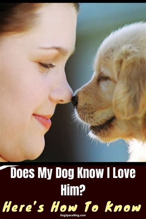 Do my dog know I love her?