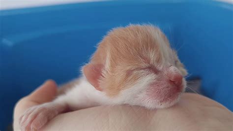 Do newborn kittens always cry?