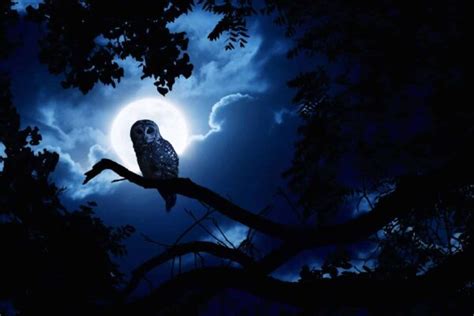 Do night owls have higher IQ?