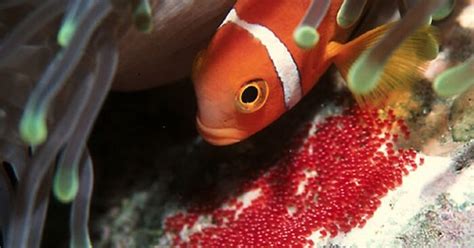 Do ocean fish lay eggs?