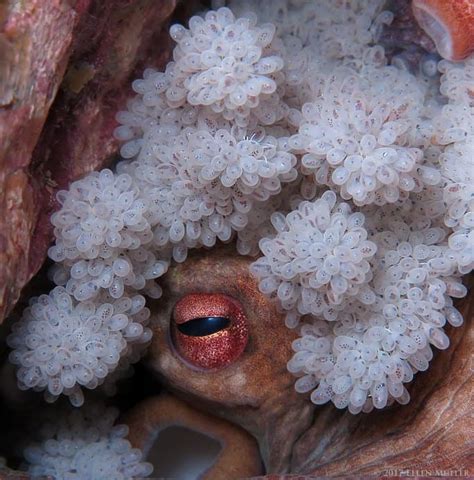 Do octopus lay eggs?