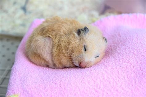 Do old hamsters sleep a lot?