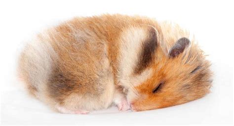 Do older hamsters hibernate?