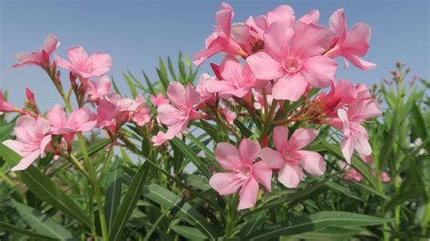 Do oleanders need to be cut back?