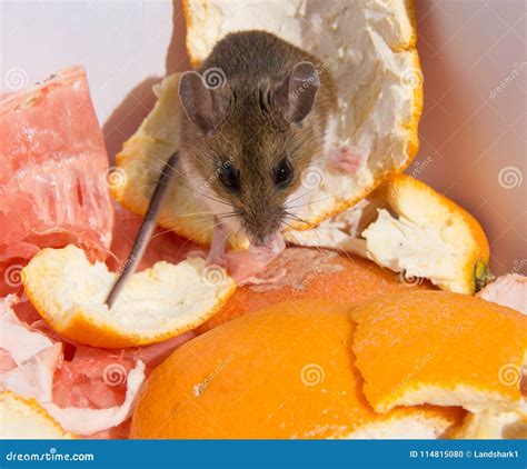 Do orange peels attract mice?