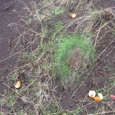 Do orange peels decompose in the desert?