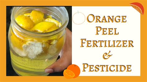 Do orange peels have a lot of pesticides?