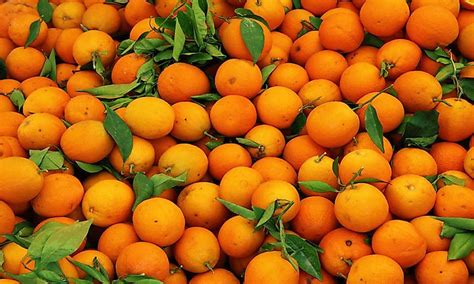Do oranges grow in Ukraine?