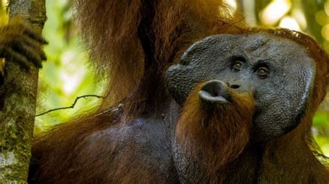 Do orangutans kiss like humans?